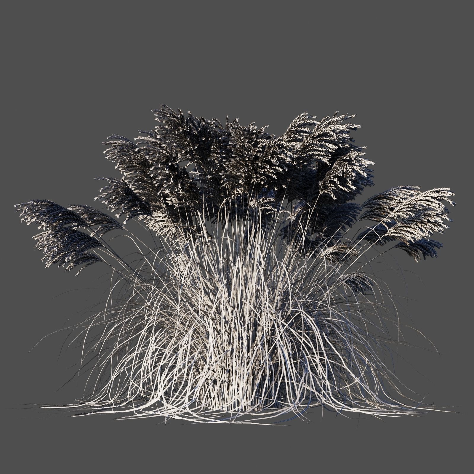 Miscanthus Sinensis dry 3D model_7