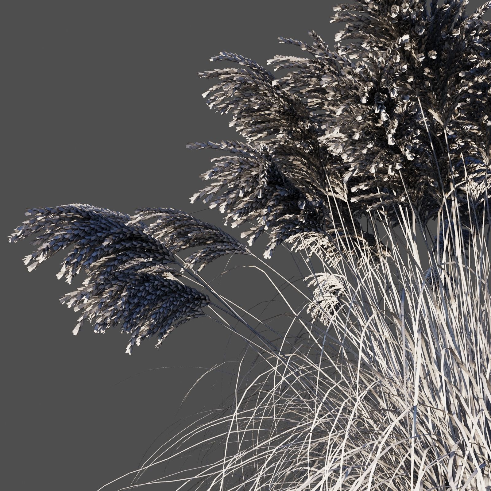 Miscanthus Sinensis dry 3D model_9
