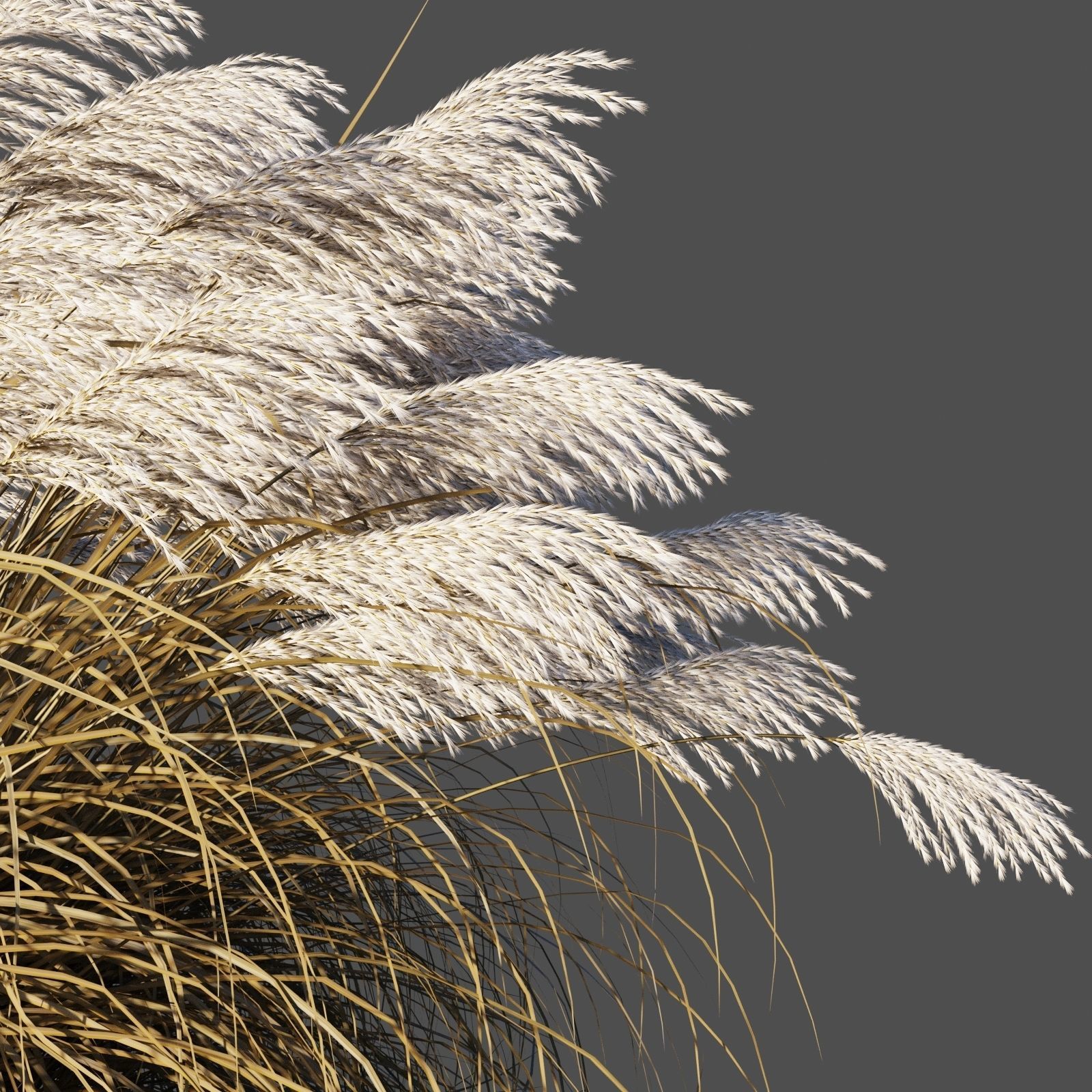 Miscanthus Sinensis dry 3D model_4