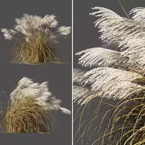 Miscanthus Sinensis dry 3D model