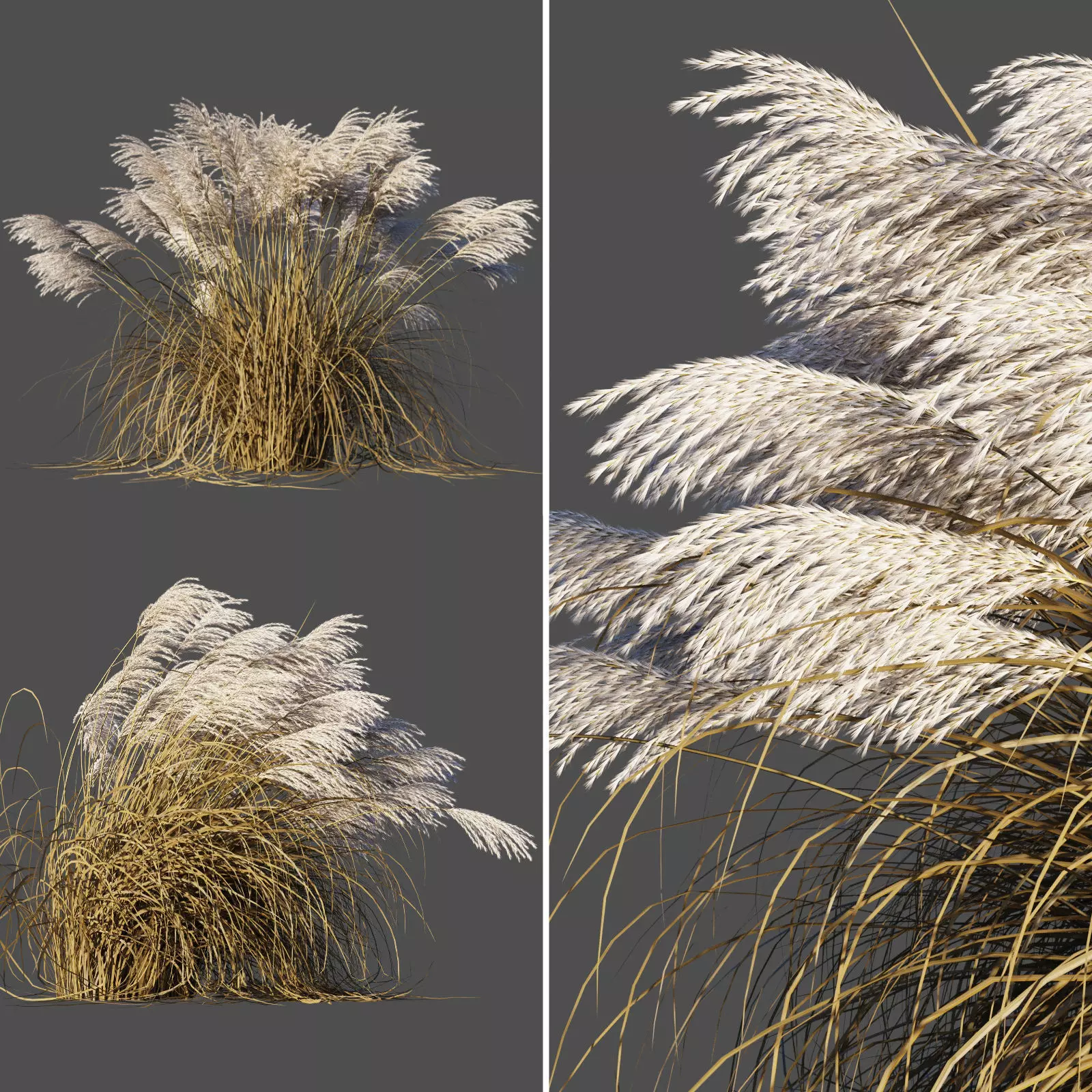 Miscanthus Sinensis dry 3D model_0