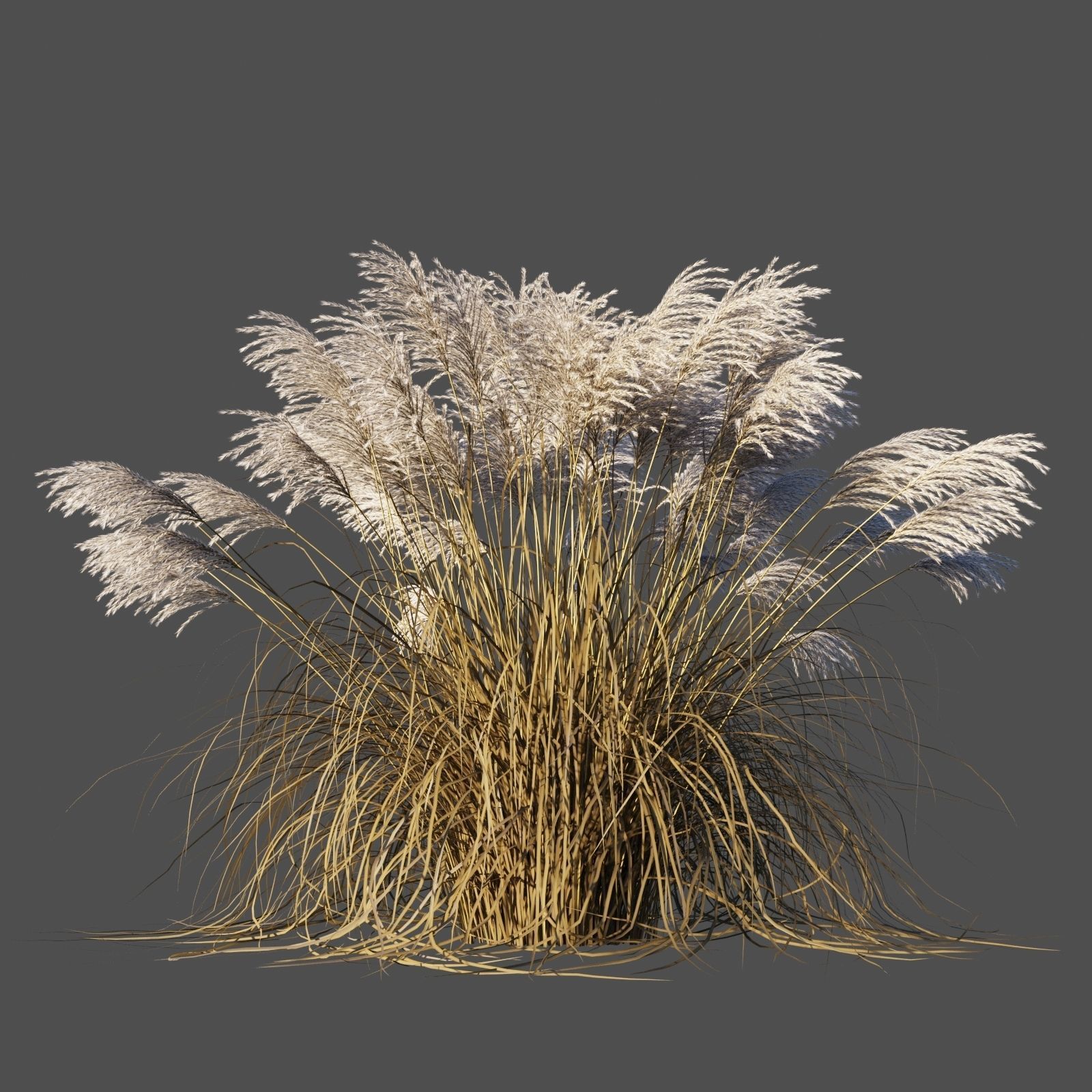 Miscanthus Sinensis dry 3D model_1