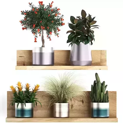 Collection of Exotic Plants 409 3D model