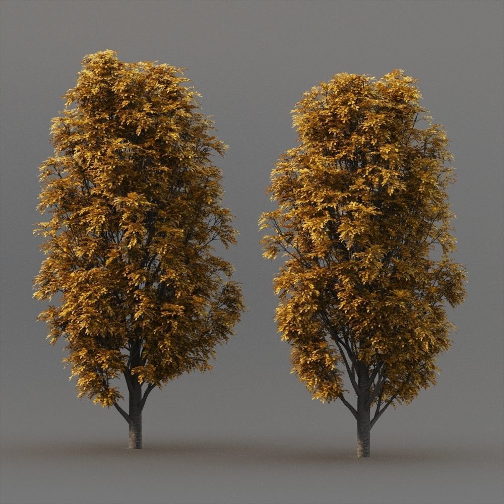 Fraxinus Nigra 3D model_2
