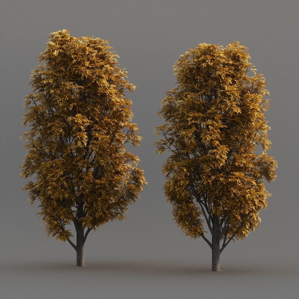 Fraxinus Nigra 3D model_4