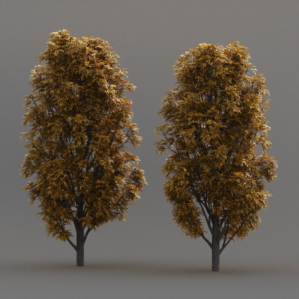 Fraxinus Nigra 3D model_5