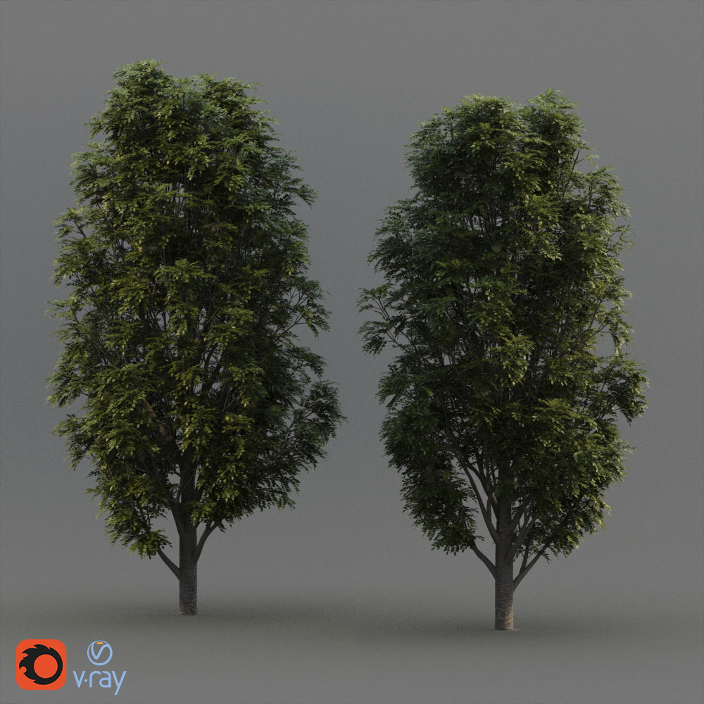 Fraxinus Nigra 3D model_6