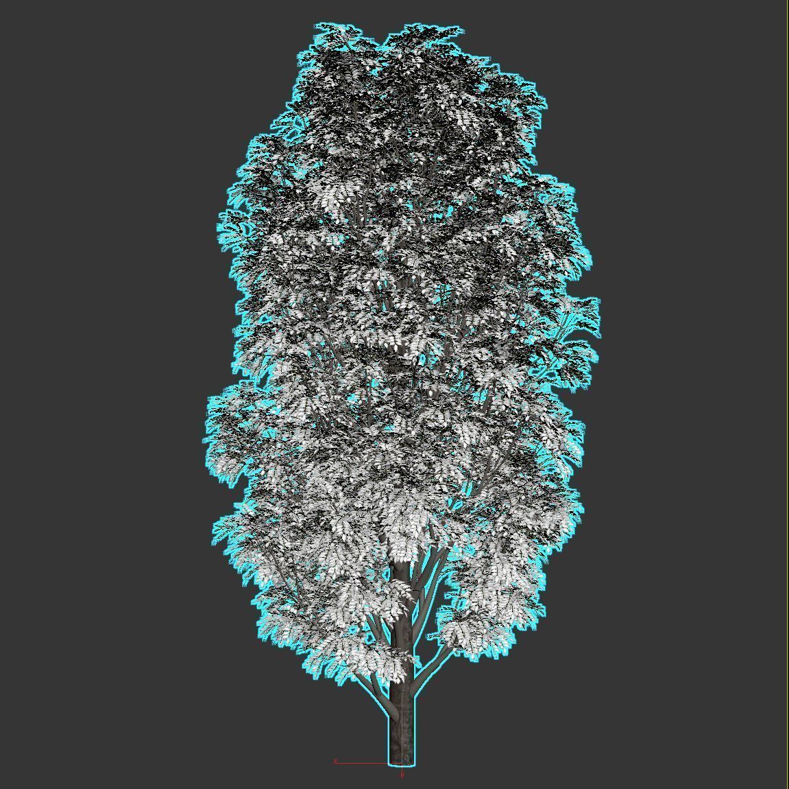 Fraxinus Nigra 3D model_12