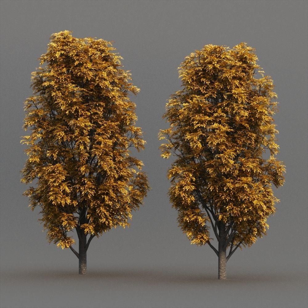 Fraxinus Nigra 3D model_3