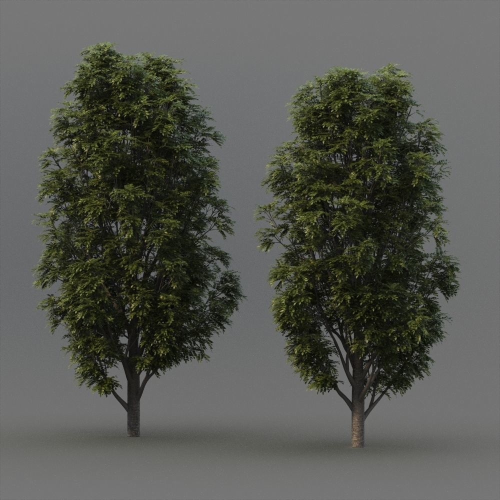 Fraxinus Nigra 3D model_7