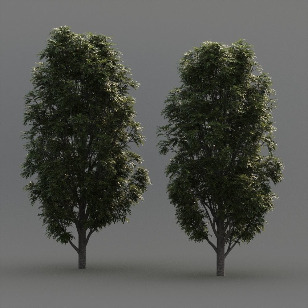 Fraxinus Nigra 3D model_11