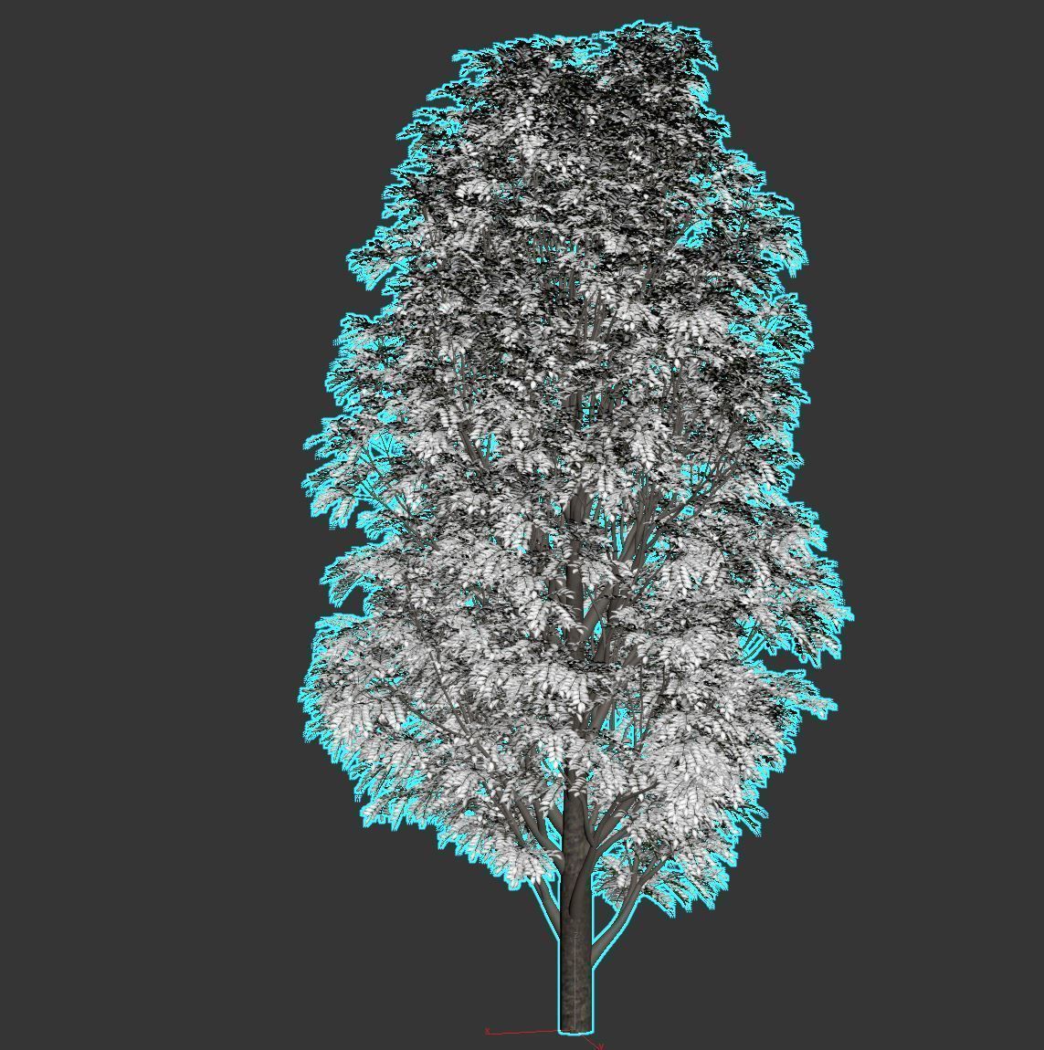 Fraxinus Nigra 3D model_13