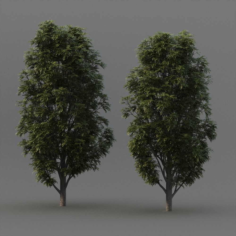 Fraxinus Nigra 3D model_8