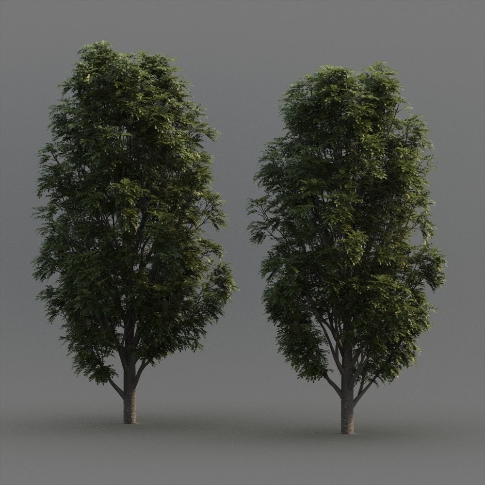 Fraxinus Nigra 3D model_10