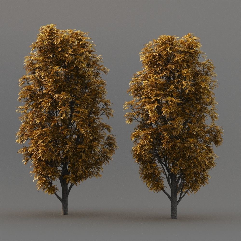 Fraxinus Nigra 3D model_1