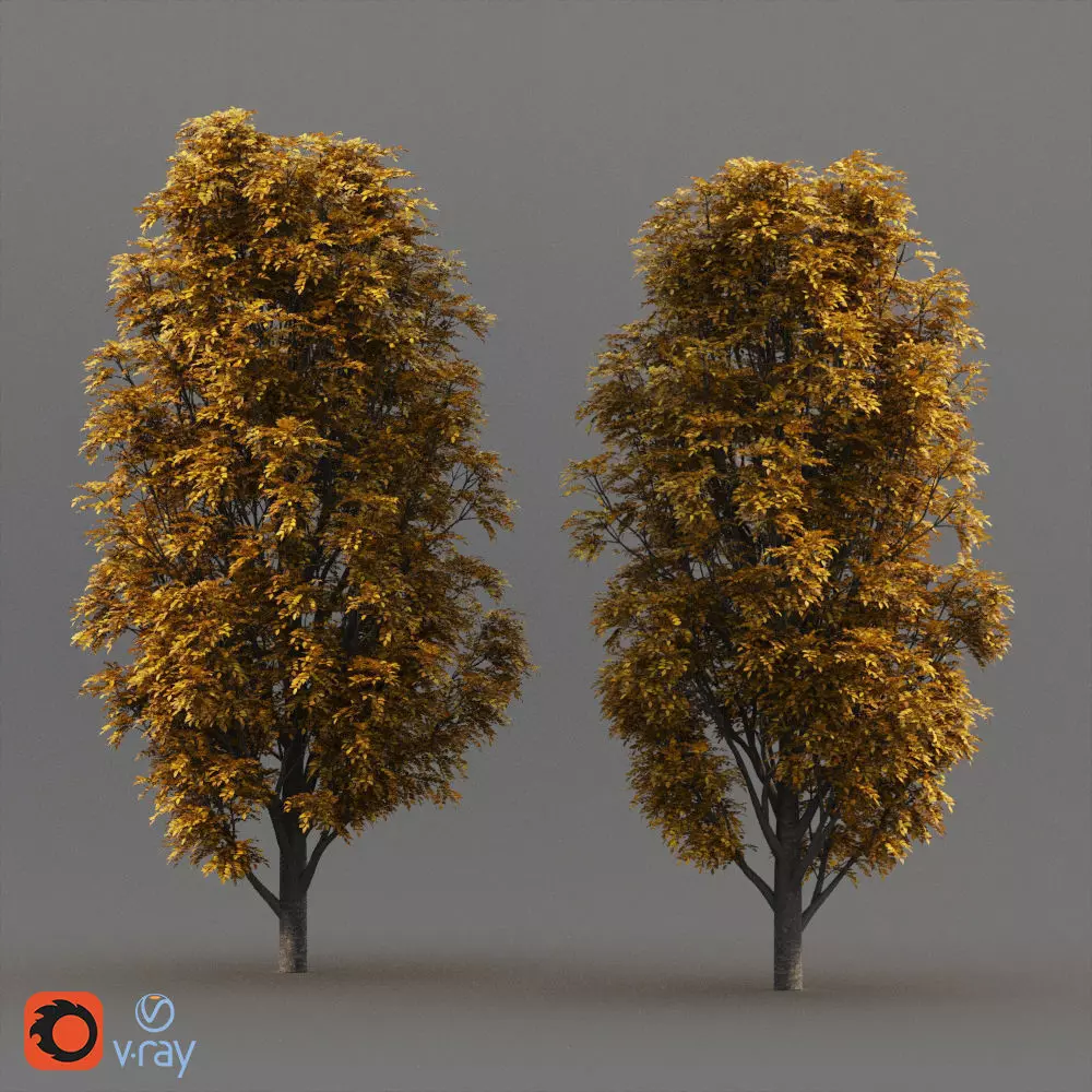 Fraxinus Nigra 3D model_0