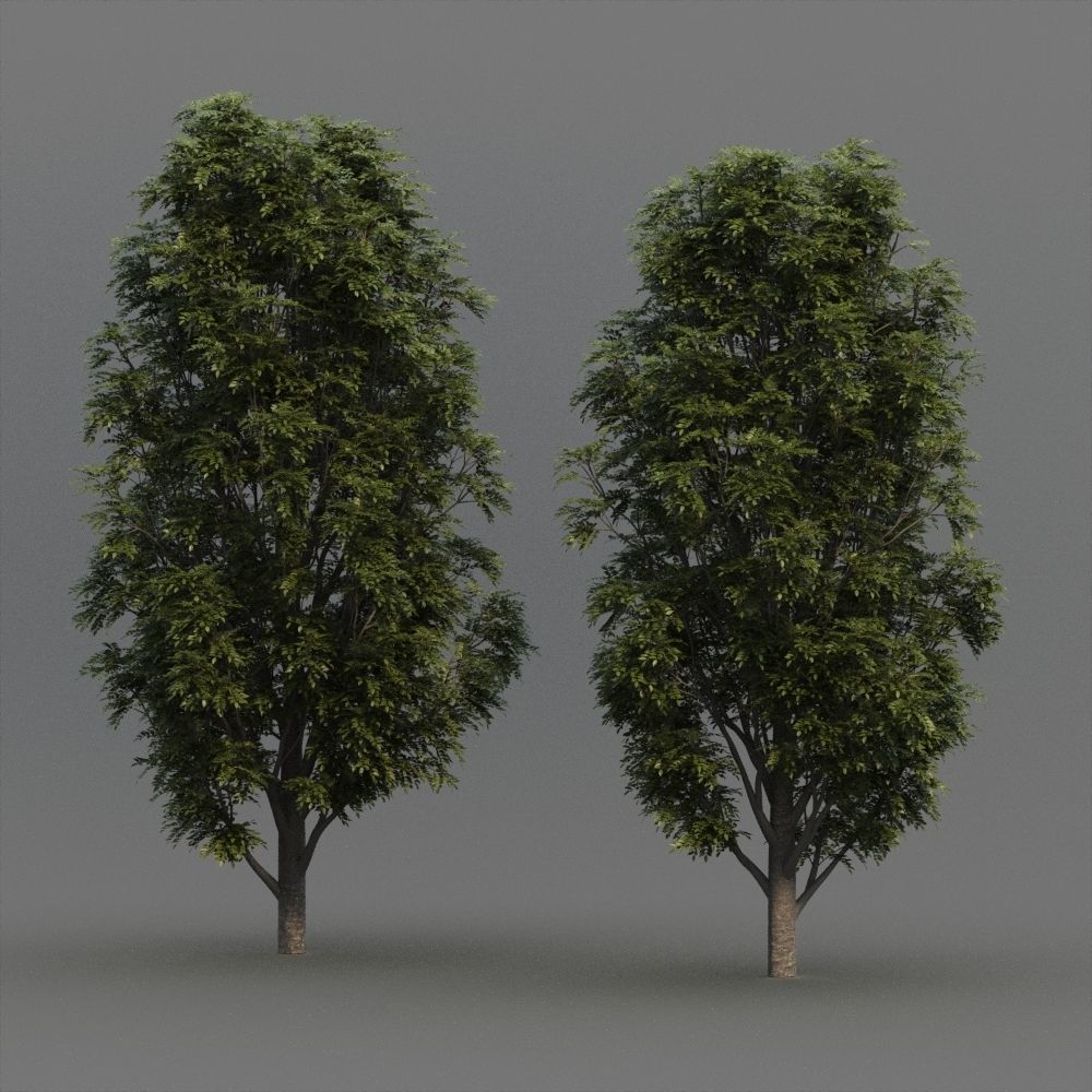 Fraxinus Nigra 3D model_9