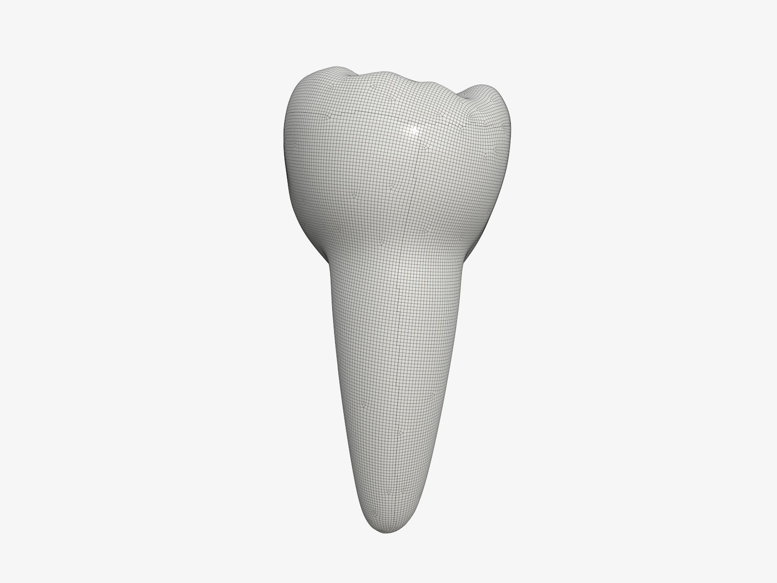 Tooth molars 3D model_6