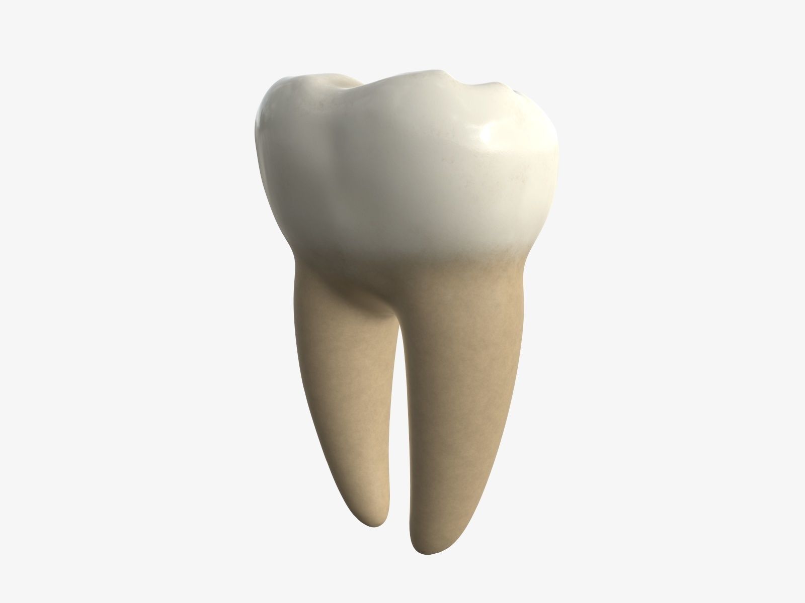 Tooth molars 3D model_3