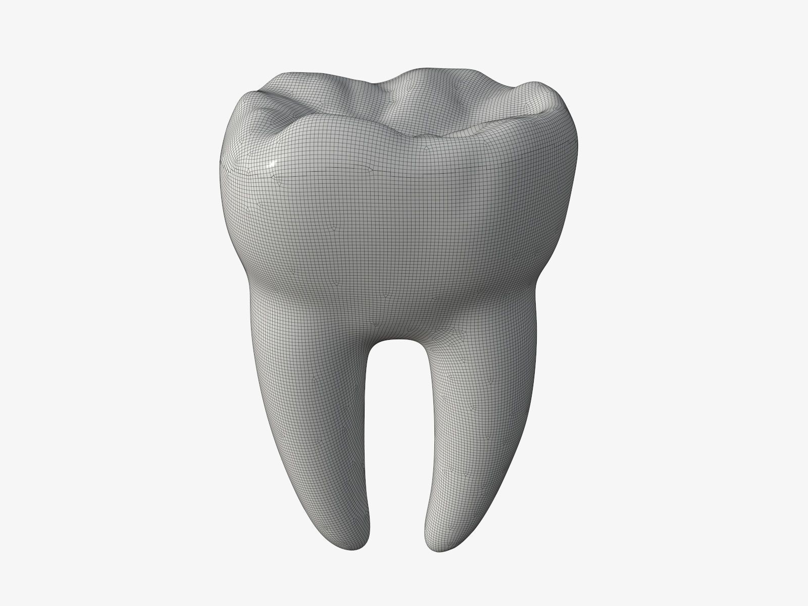 Tooth molars 3D model_5