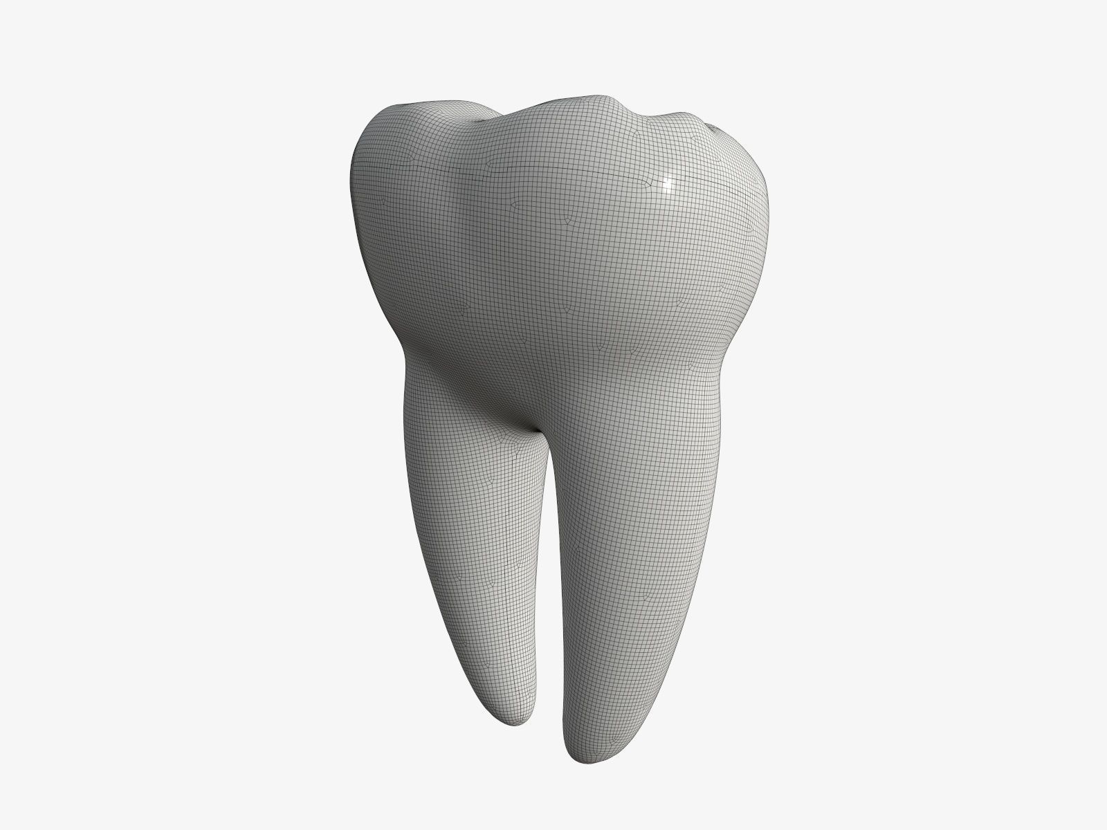 Tooth molars 3D model_7