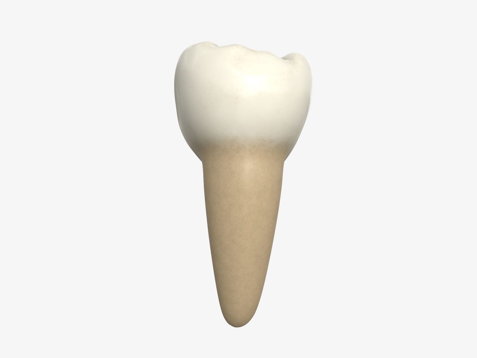 Tooth molars 3D model_2