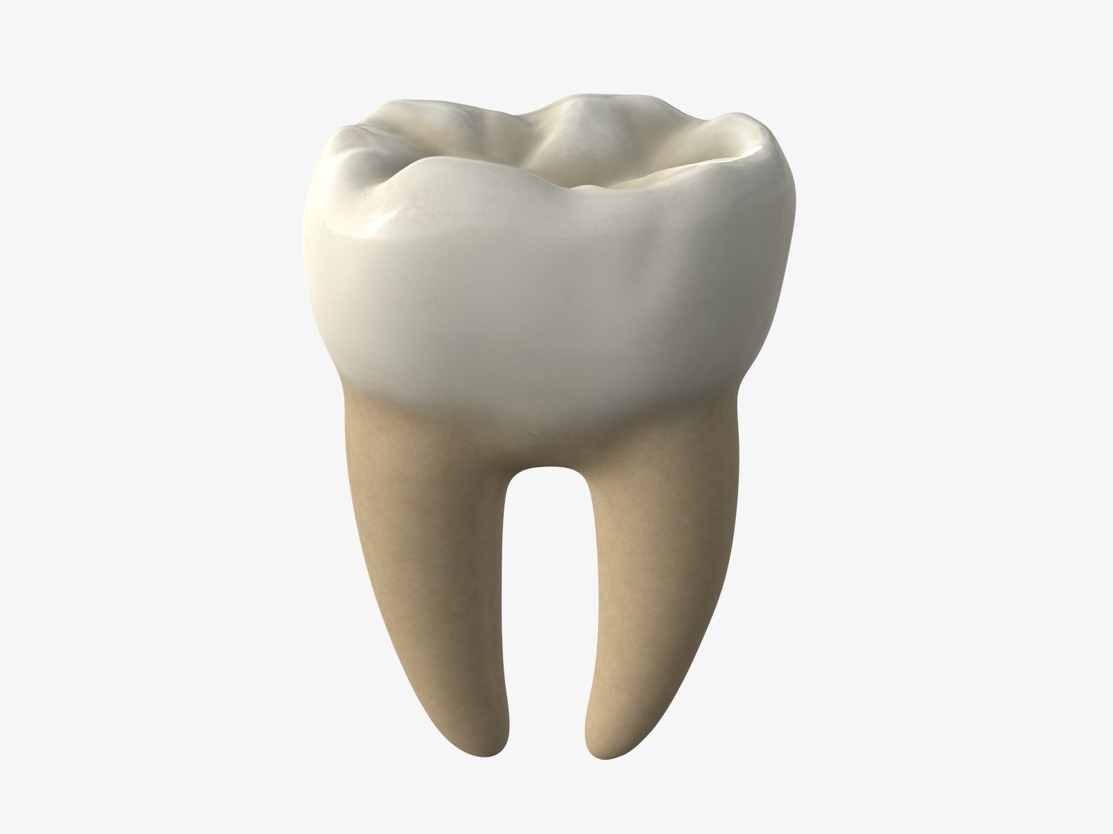 Tooth molars 3D model_1