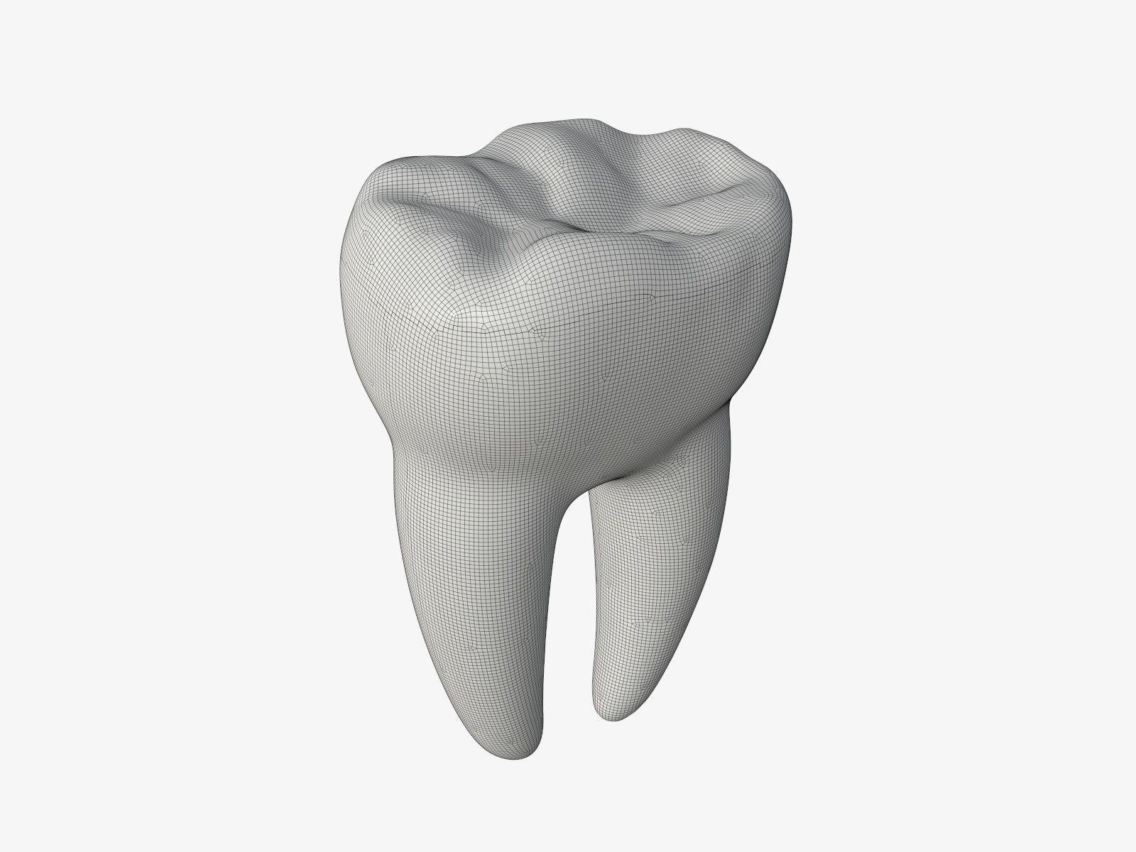 Tooth molars 3D model_4