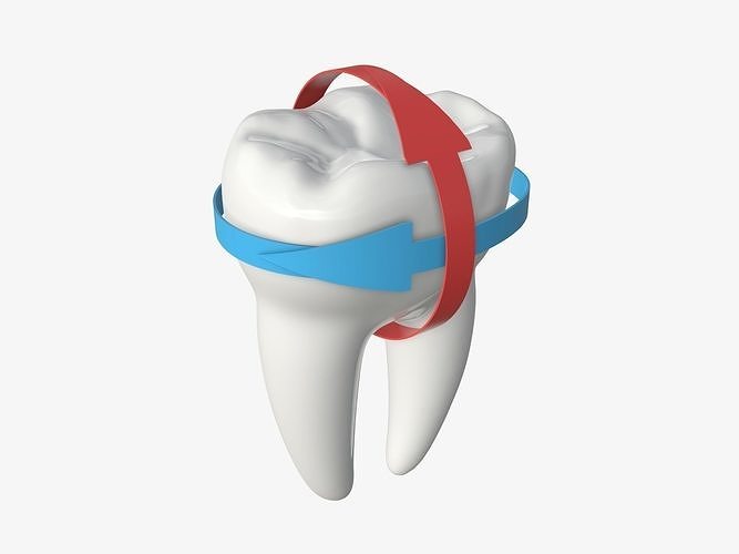 Tooth molars with arrows 01 3D model