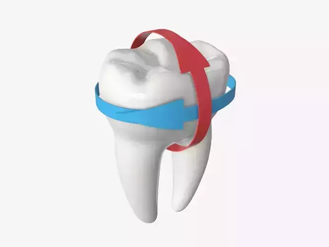 Tooth molars with arrows 01