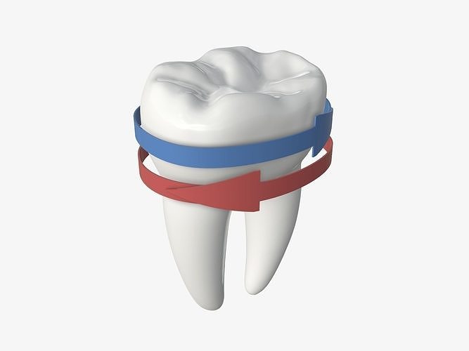 Tooth molars with arrows 02 3D model