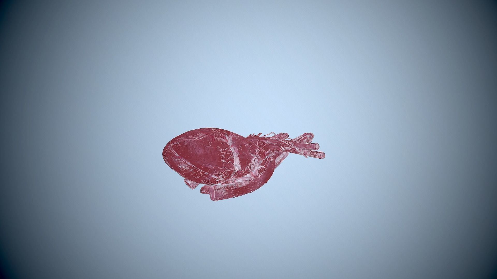 HUMAN HEART Low-poly 3D model 3D model_3