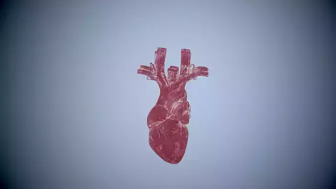 HUMAN HEART Low-poly 3D model