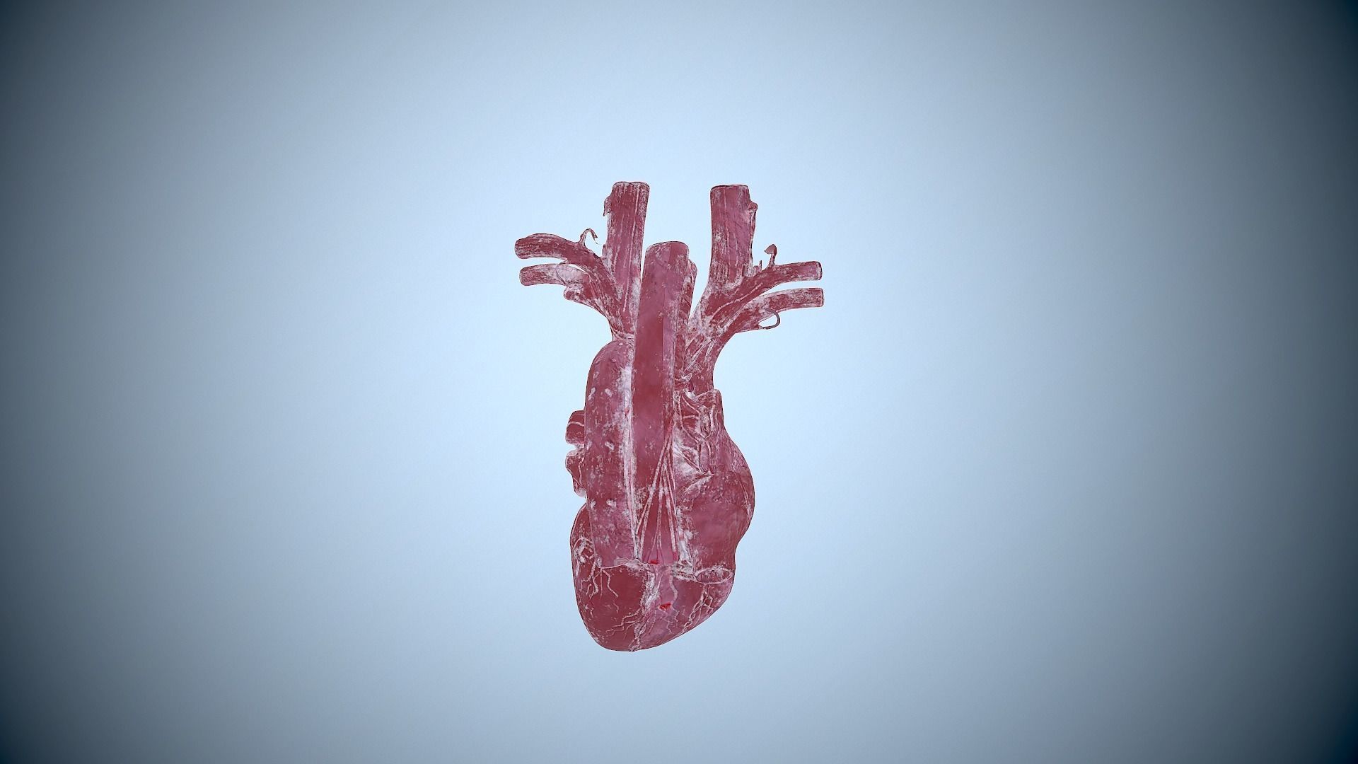 HUMAN HEART Low-poly 3D model 3D model_2