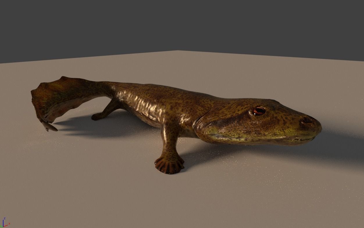 Acanthostega Rigged Low-poly 3D model_1