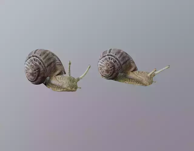 Snail 3D model