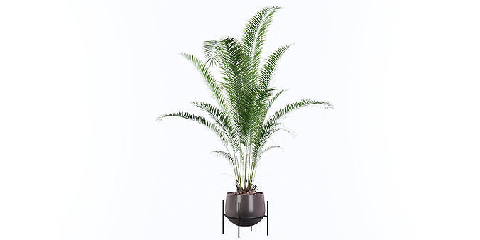Areca Palm 01 3D model