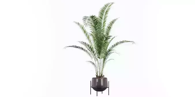 Areca Palm 01