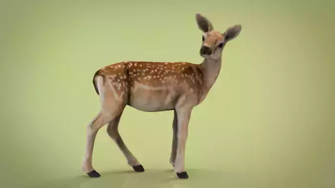 BABY DEER