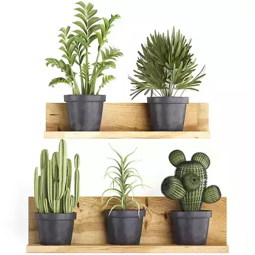 Collection of Exotic Plants 410 3D model