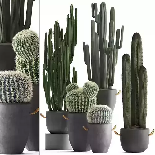 Collection of Exotic Cactus Plants 411 3D model