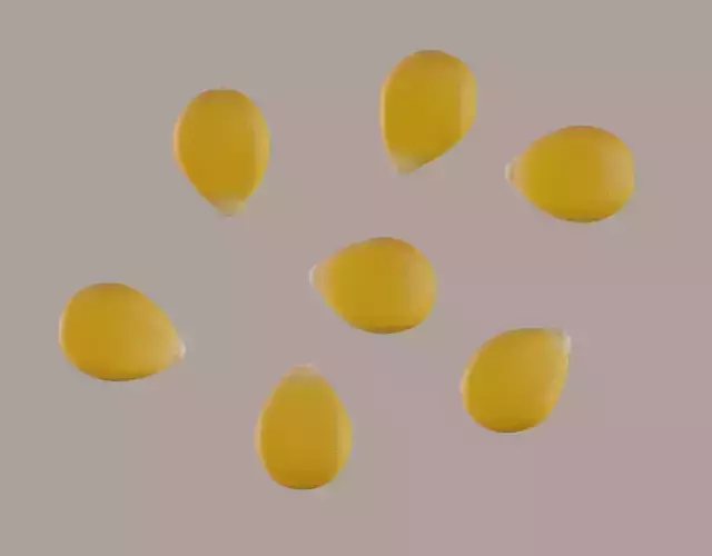 Corn Kernel 3D model