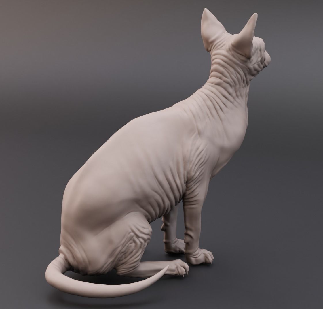 Sphynx cat 3D print model_4