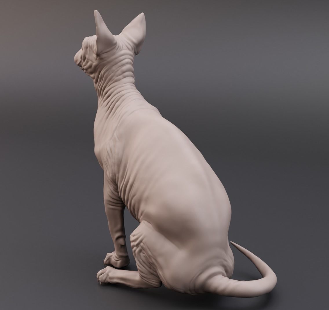 Sphynx cat 3D print model_6