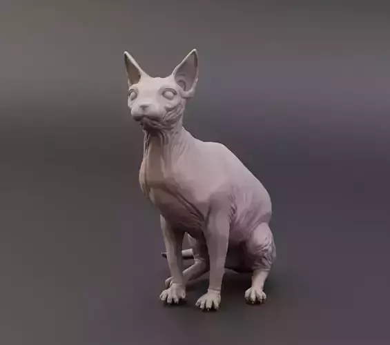 Sphynx cat