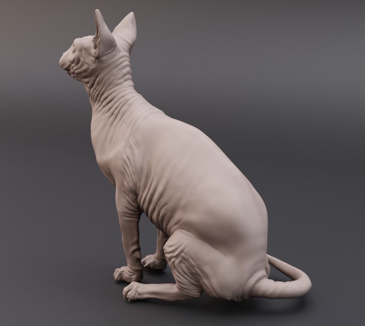 Sphynx cat 3D print model_7