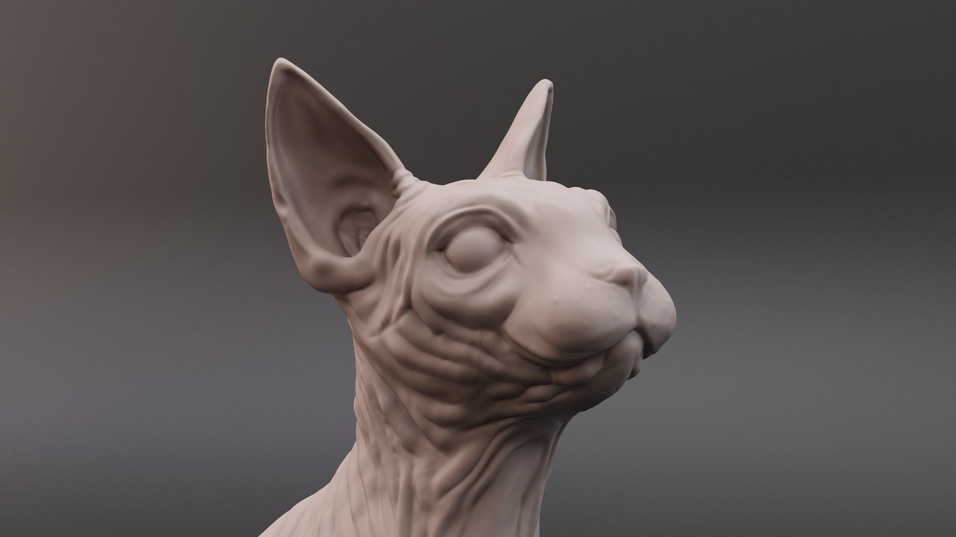 Sphynx cat 3D print model_8