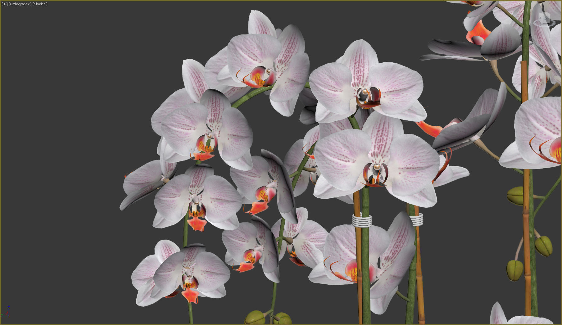 Orchid orchids in vase 3D model_10