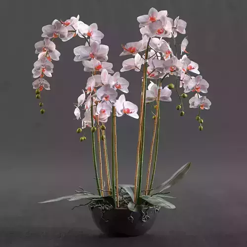 Orchid orchids in vase 3D model