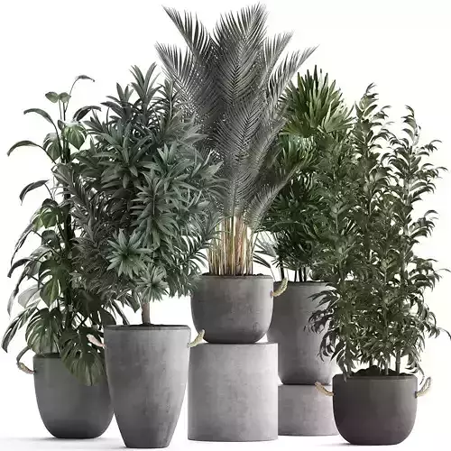 collection of plants in concrete pots with bamboo monstera